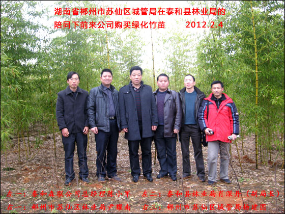湖南省郴州市蘇仙區(qū)城管局前來(lái)購(gòu)買綠化竹苗