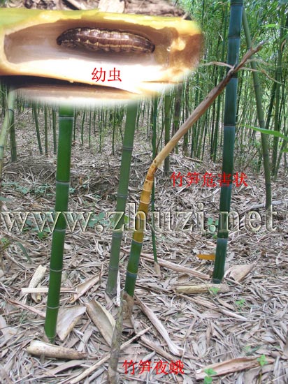 筍秀夜蛾（筍蛀蟲、竹筍夜蛾）