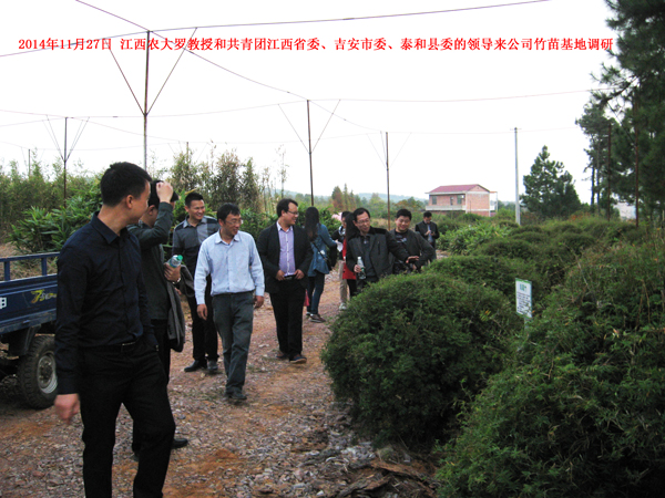2014年11月27日 江西農(nóng)大羅教授和共青團(tuán)江西省委、吉安市委、泰和縣委的領(lǐng)導(dǎo)來(lái)公司竹苗基地調(diào)研