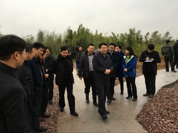 2016-03-21泰和縣委書記胡小勇 縣長(zhǎng)鄧永翔來(lái)公司竹苗基地調(diào)研