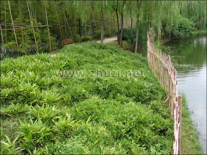 地被竹用作河岸護(hù)坡